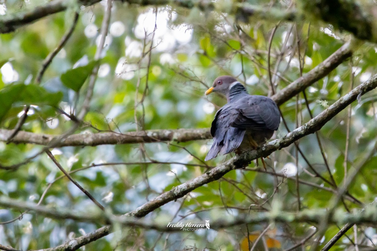 Band-tailed Pigeon - ML620869809