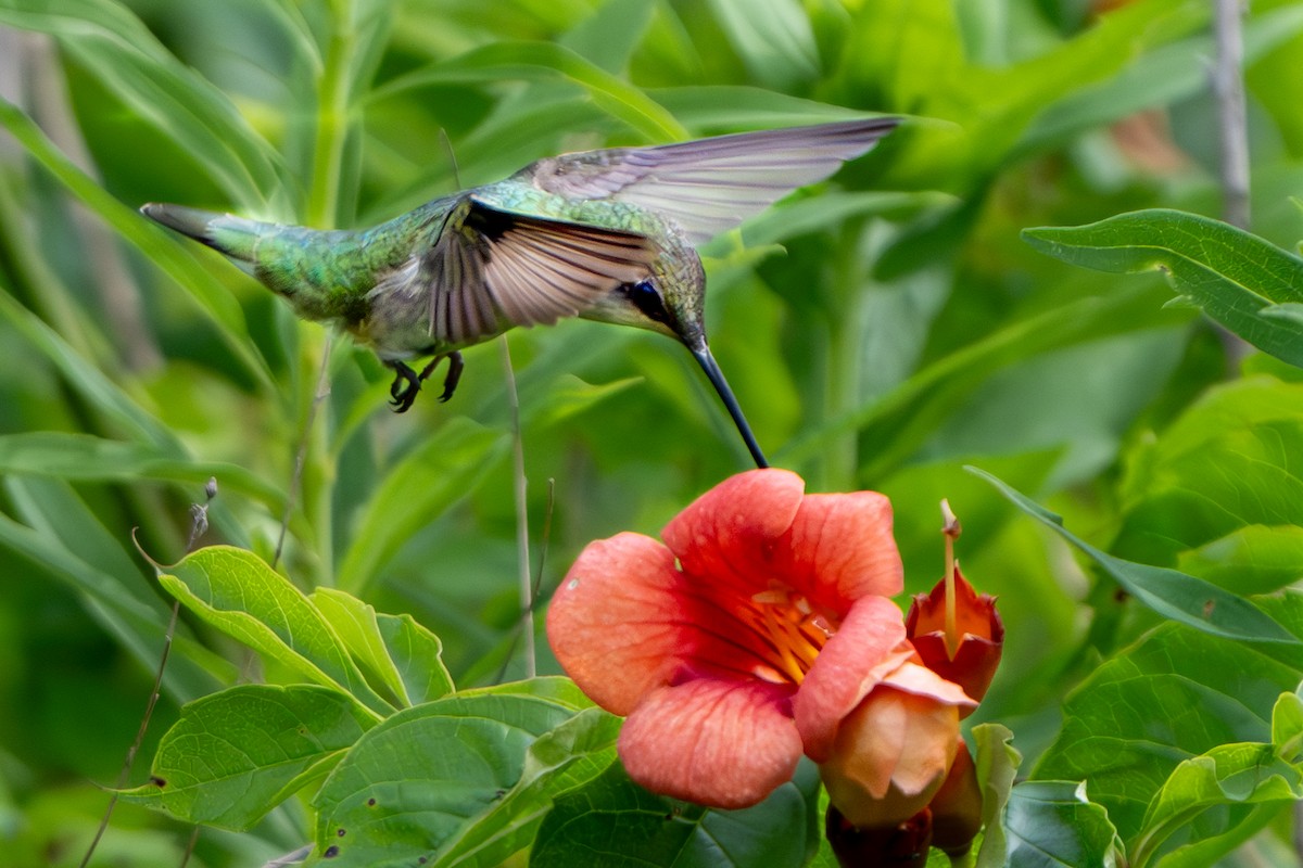 Colibri à gorge rubis - ML620869812