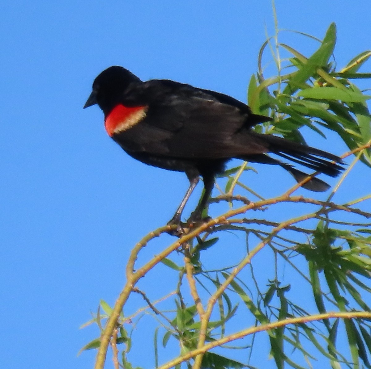 Red-winged Blackbird - ML620869834