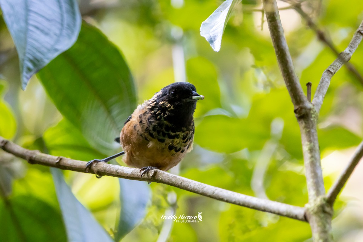 Spangle-cheeked Tanager - ML620869835