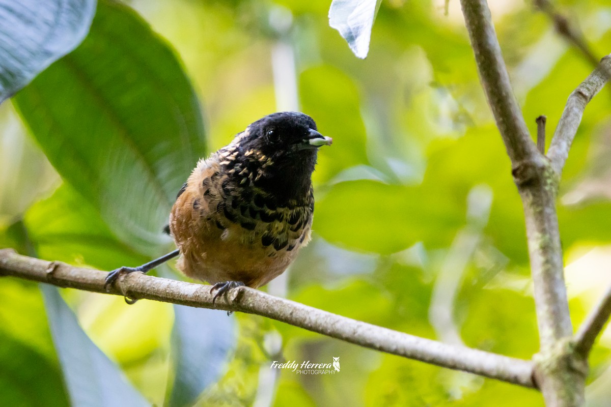 Spangle-cheeked Tanager - ML620869836