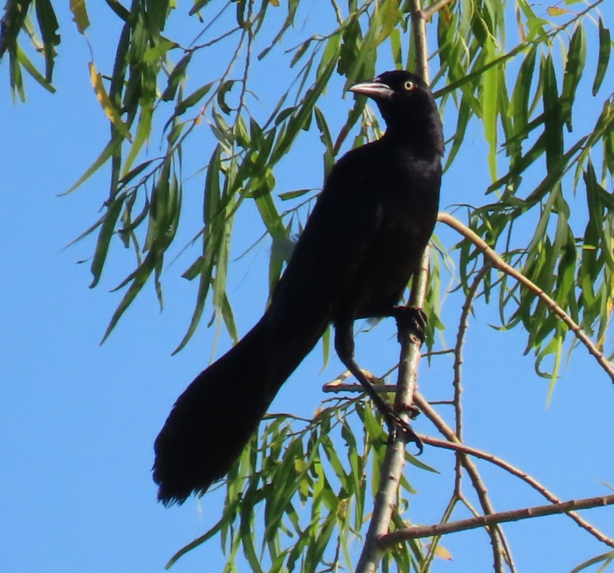 Great-tailed Grackle - ML620869843