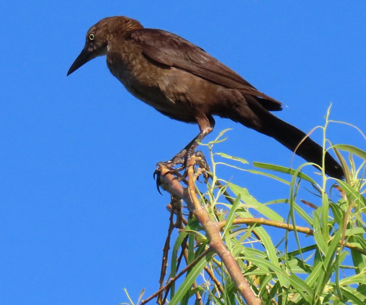 Great-tailed Grackle - ML620869844