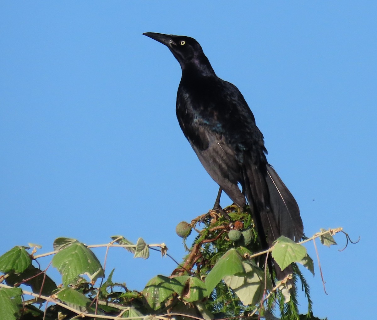 Great-tailed Grackle - ML620869846