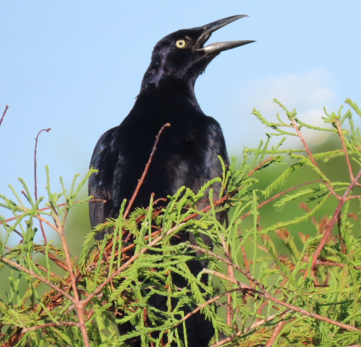 Great-tailed Grackle - ML620869847