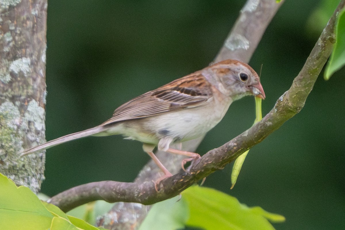 Field Sparrow - ML620869848