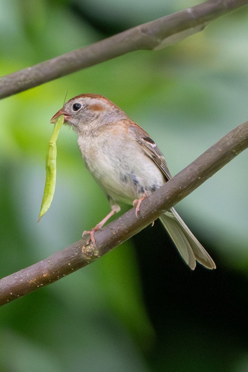 Field Sparrow - ML620869855