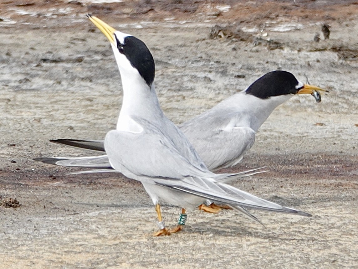 Least Tern - Brian Daniels