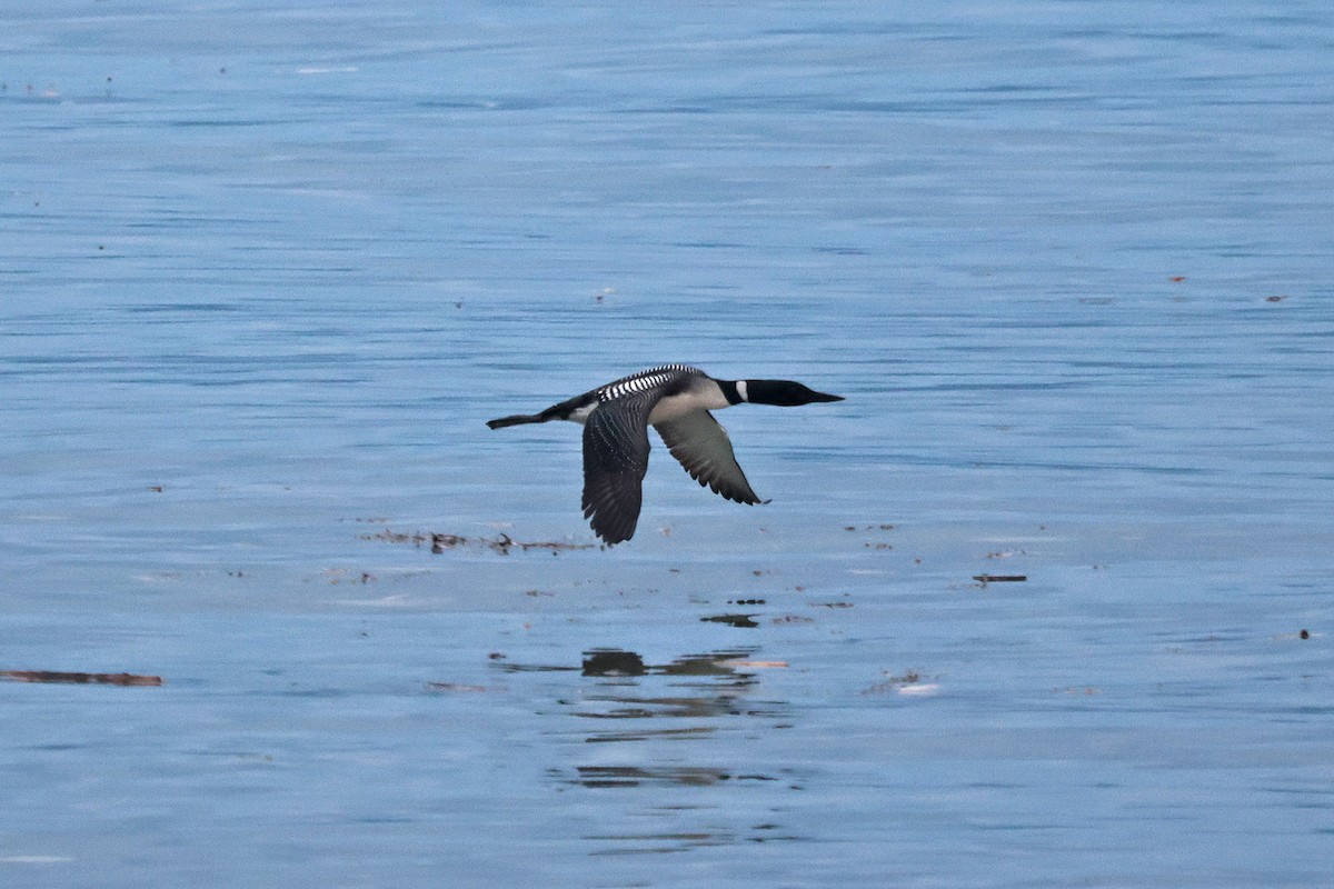 Common Loon - ML620869865