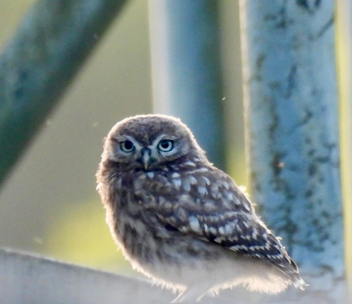 Little Owl - Andy Todd