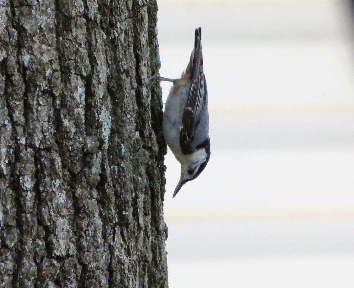 White-breasted Nuthatch - ML620869882