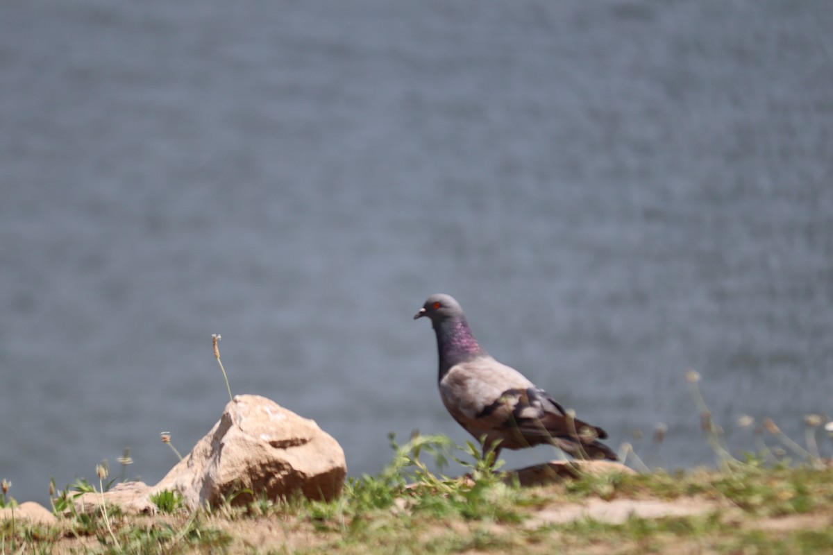 Rock Pigeon (Feral Pigeon) - ML620869887