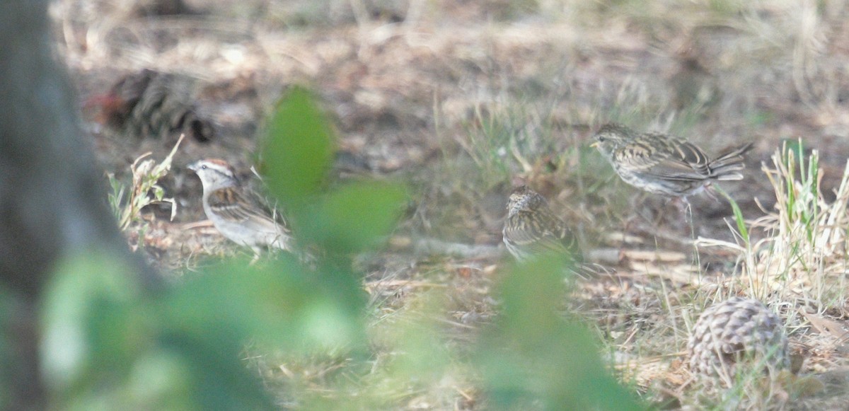 Chipping Sparrow - ML620869890