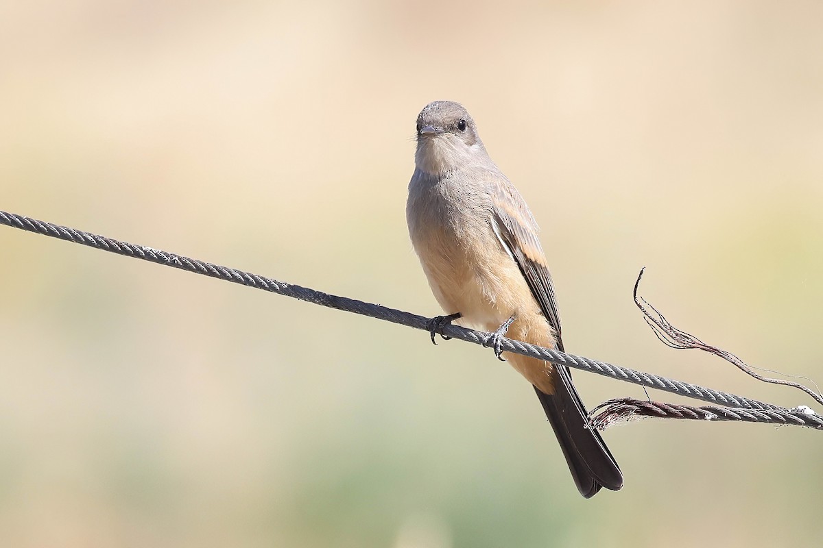 Say's Phoebe - ML620869893