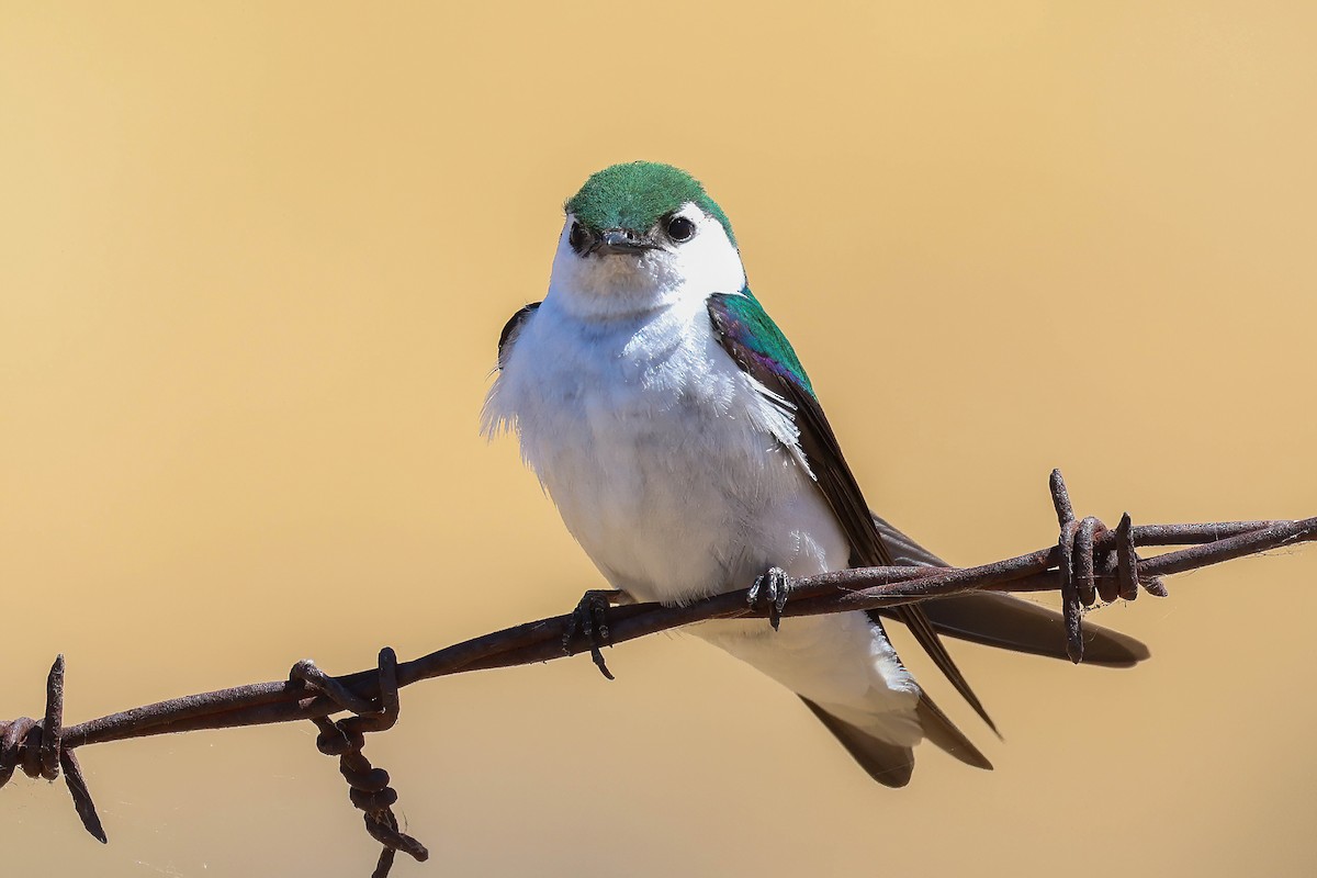 Violet-green Swallow - ML620869896