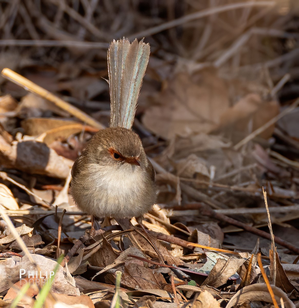 Superb Fairywren - ML620869907