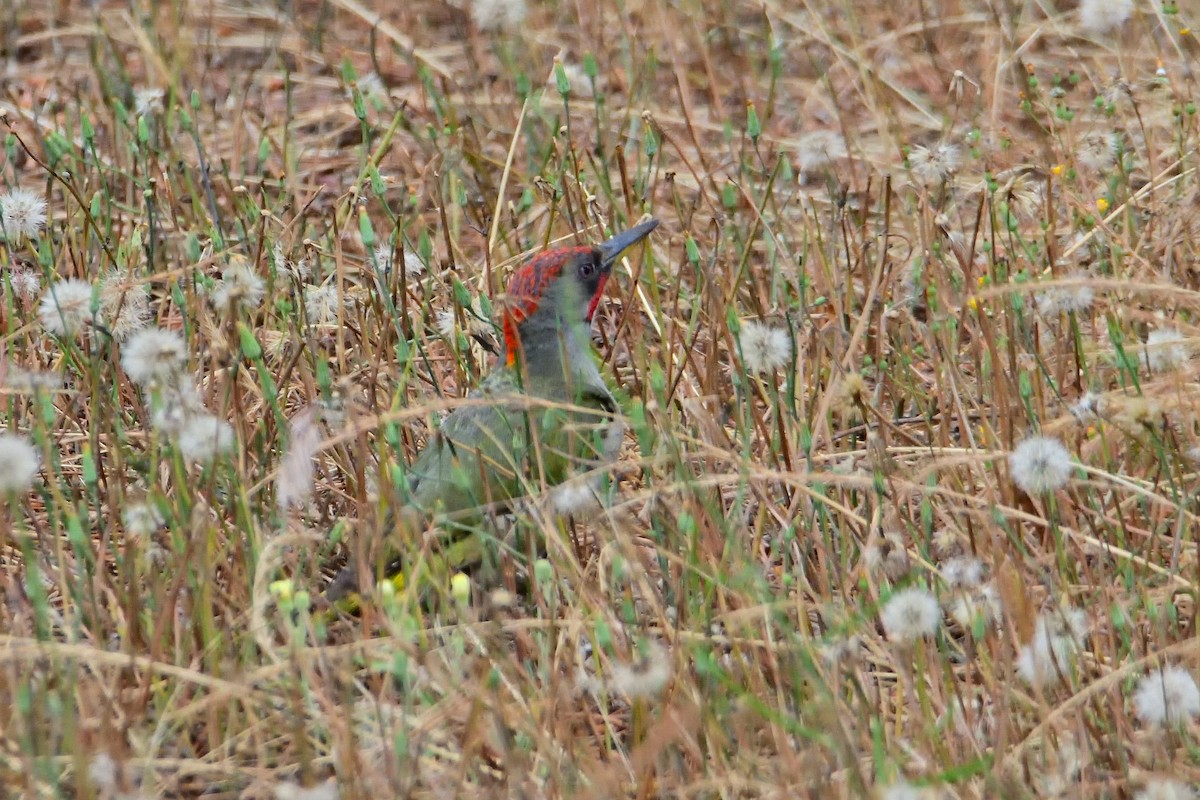 Iberian Green Woodpecker - ML620869908