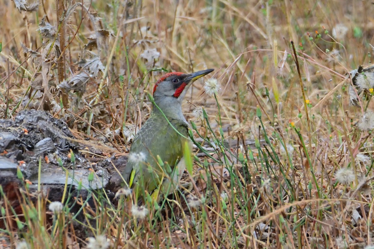 Iberian Green Woodpecker - ML620869909