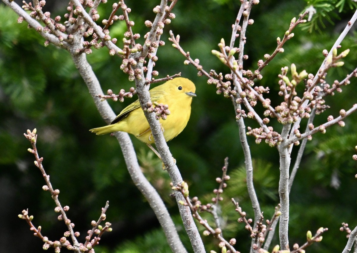 Yellow Warbler - ML620869913