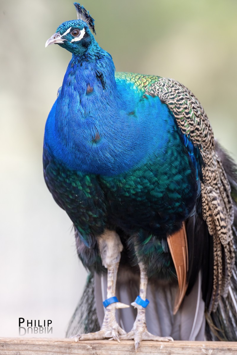 Indian Peafowl (Domestic type) - ML620869924