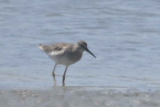 Common Redshank - ML620869925