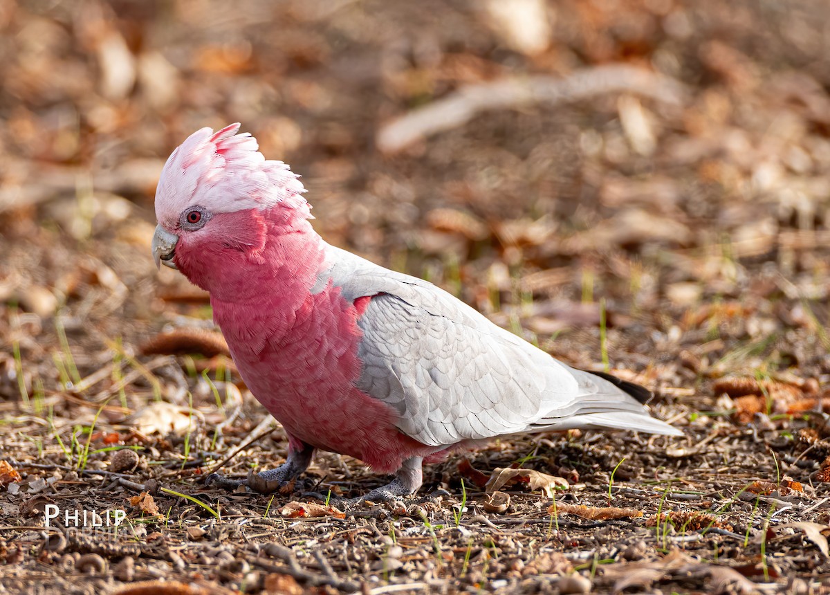 Galah - ML620869928