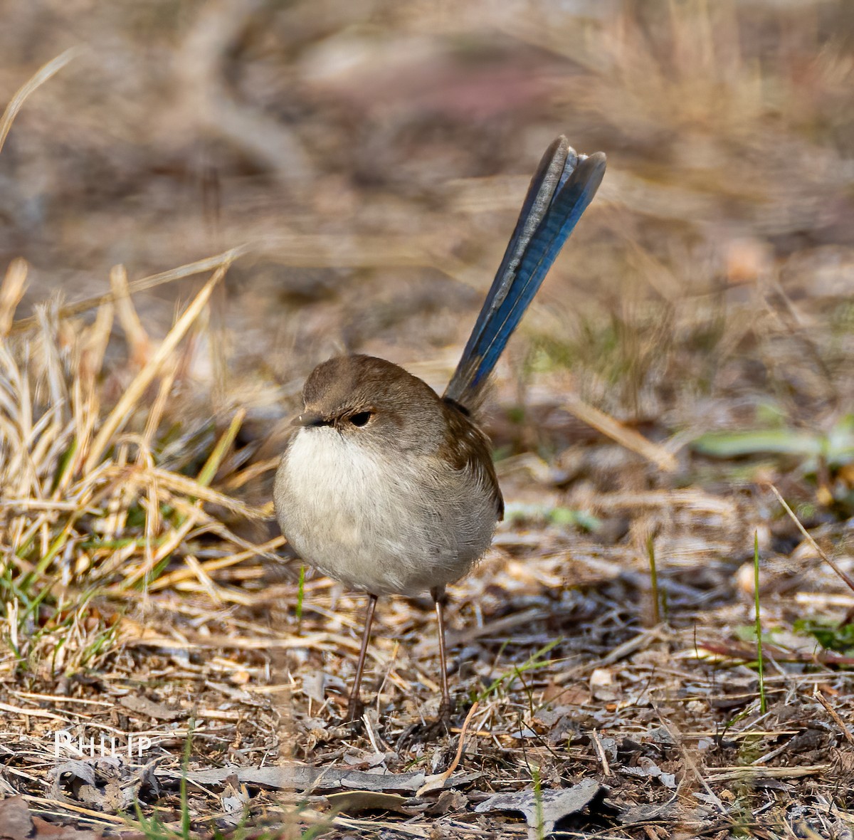 Superb Fairywren - ML620869929