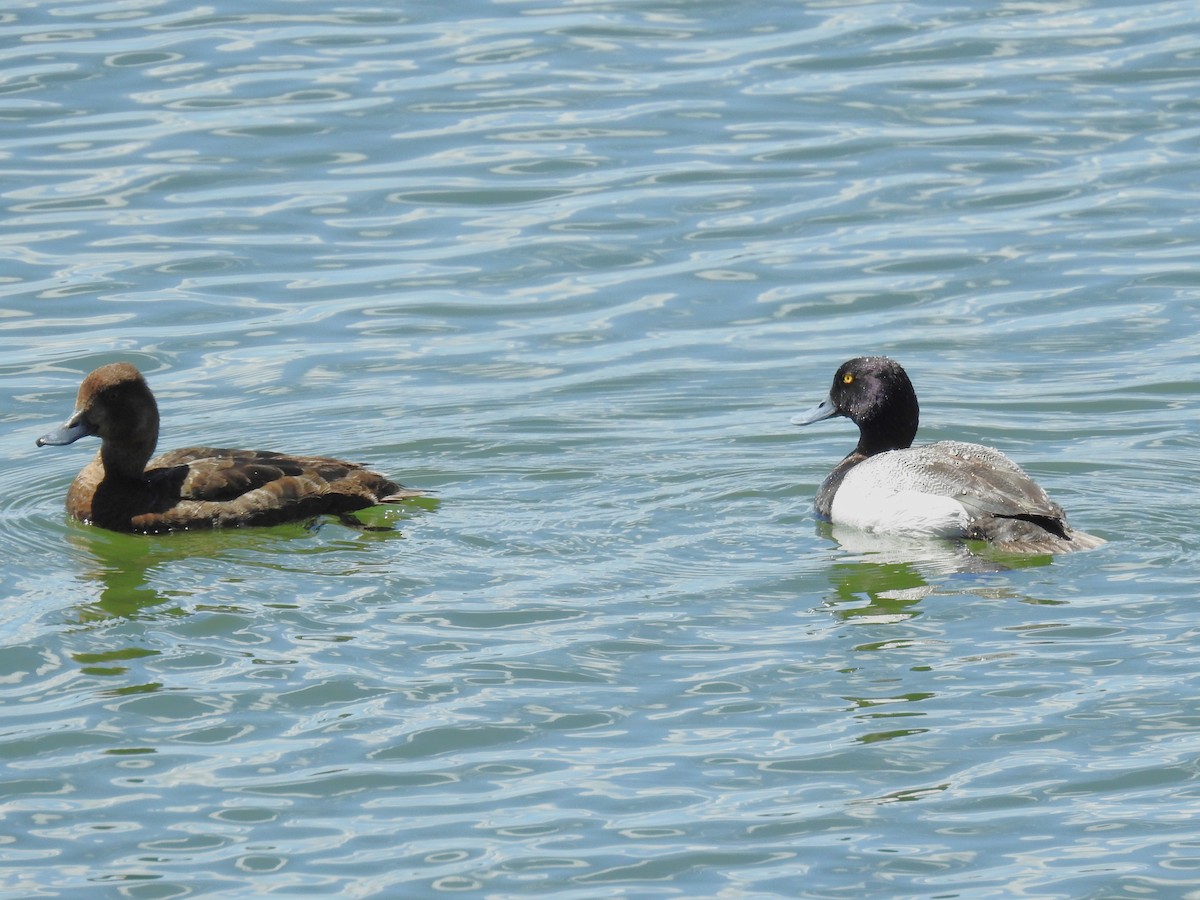 Lesser Scaup - ML620869931