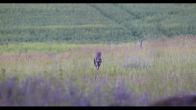 Great Gray Owl - ML620869940