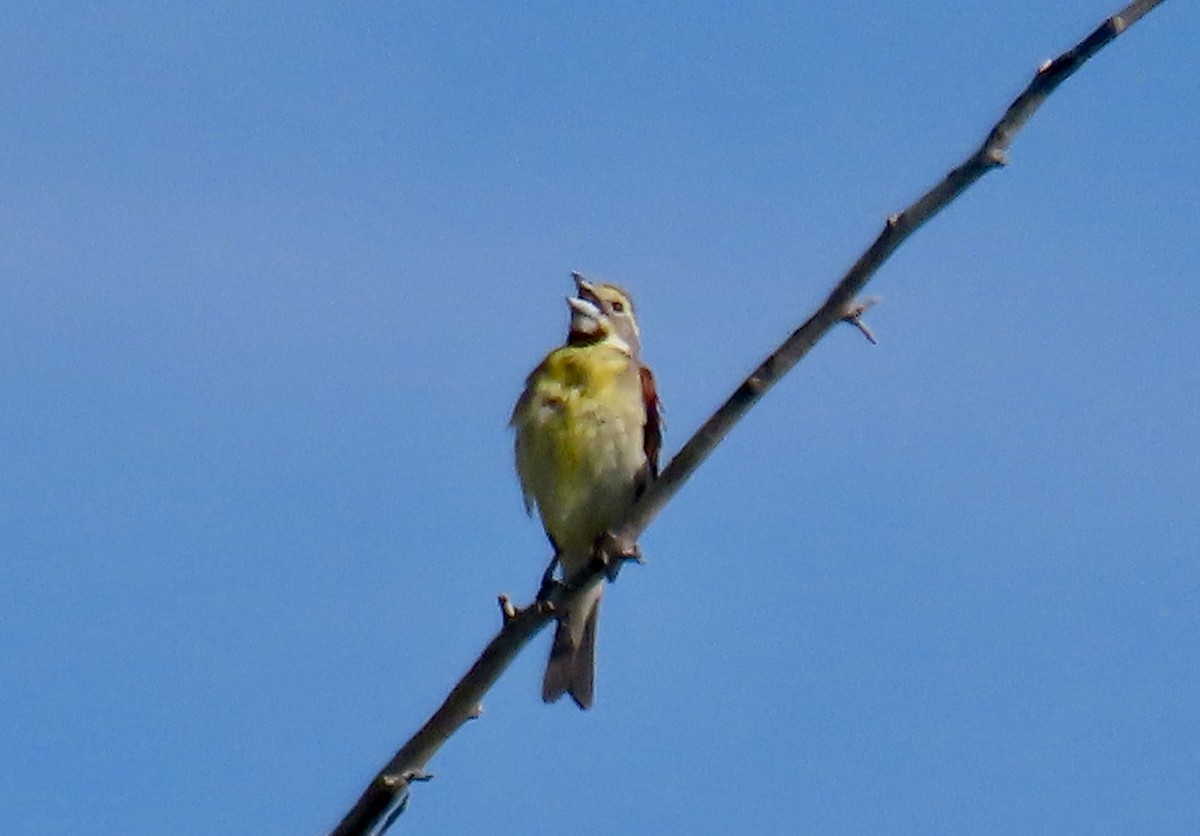 Dickcissel - ML620869942