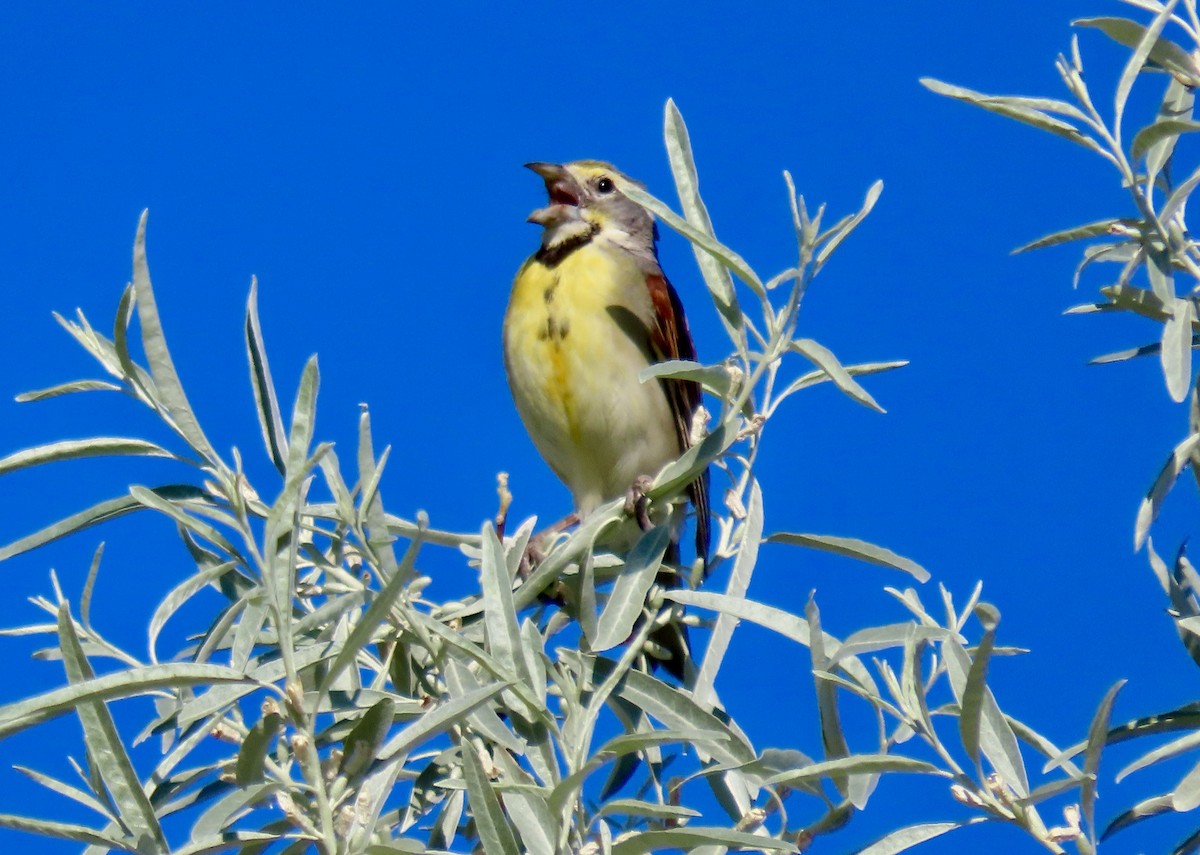 Dickcissel - ML620869943