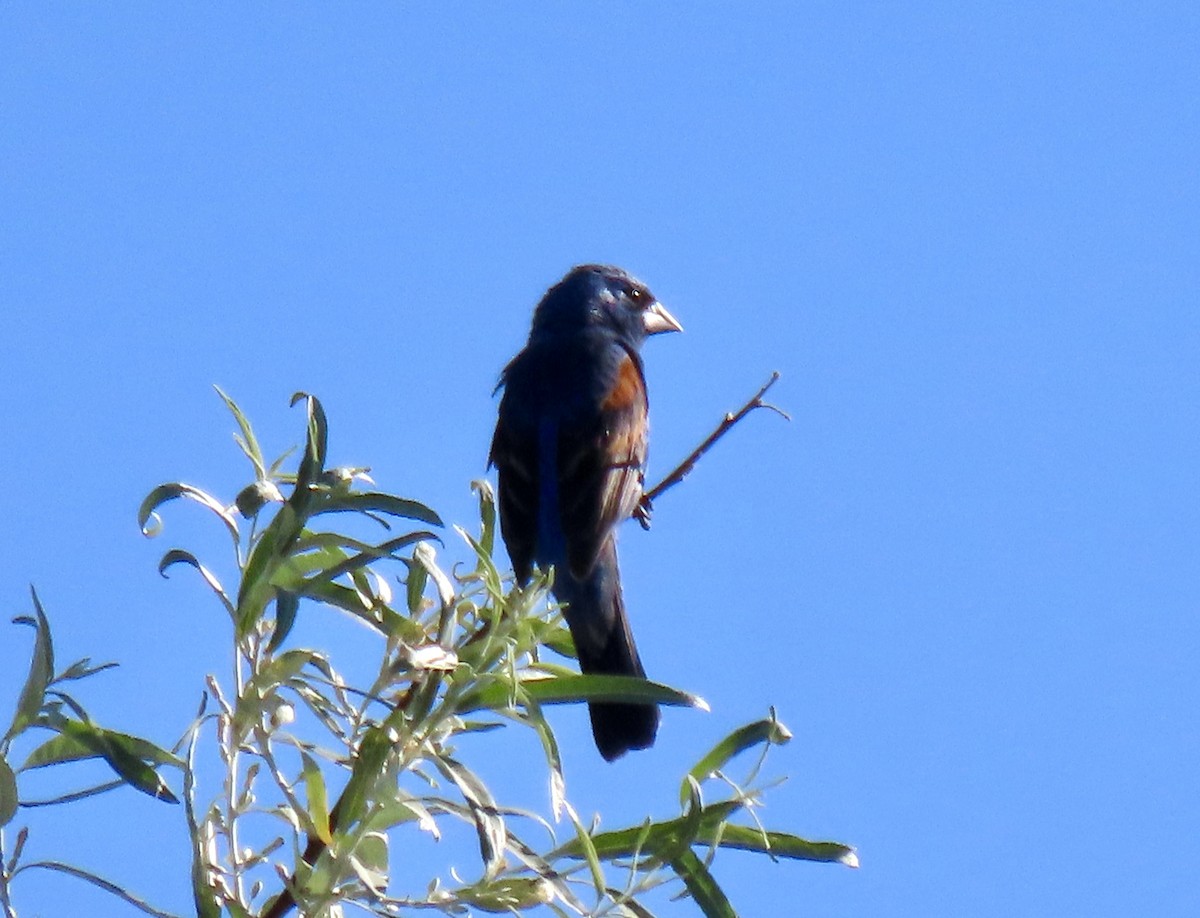 Blue Grosbeak - ML620869949