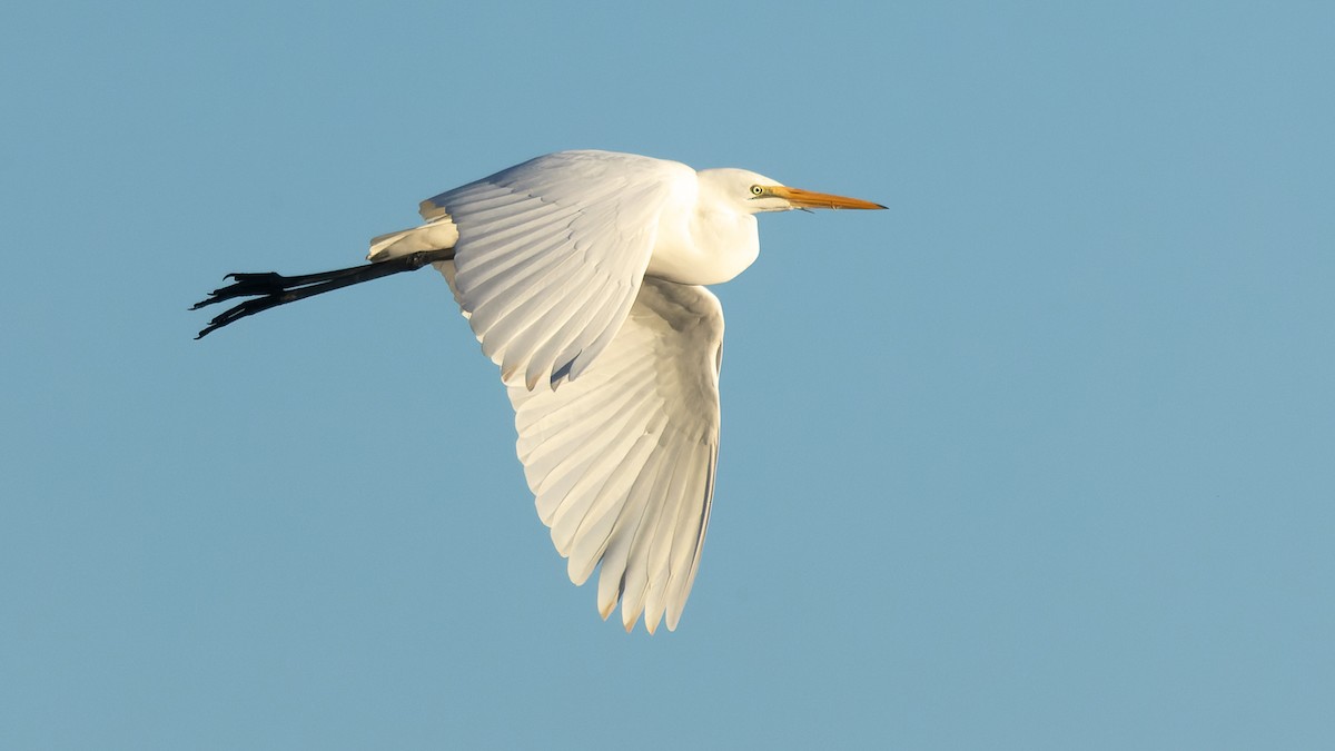 Great Egret - ML620869955