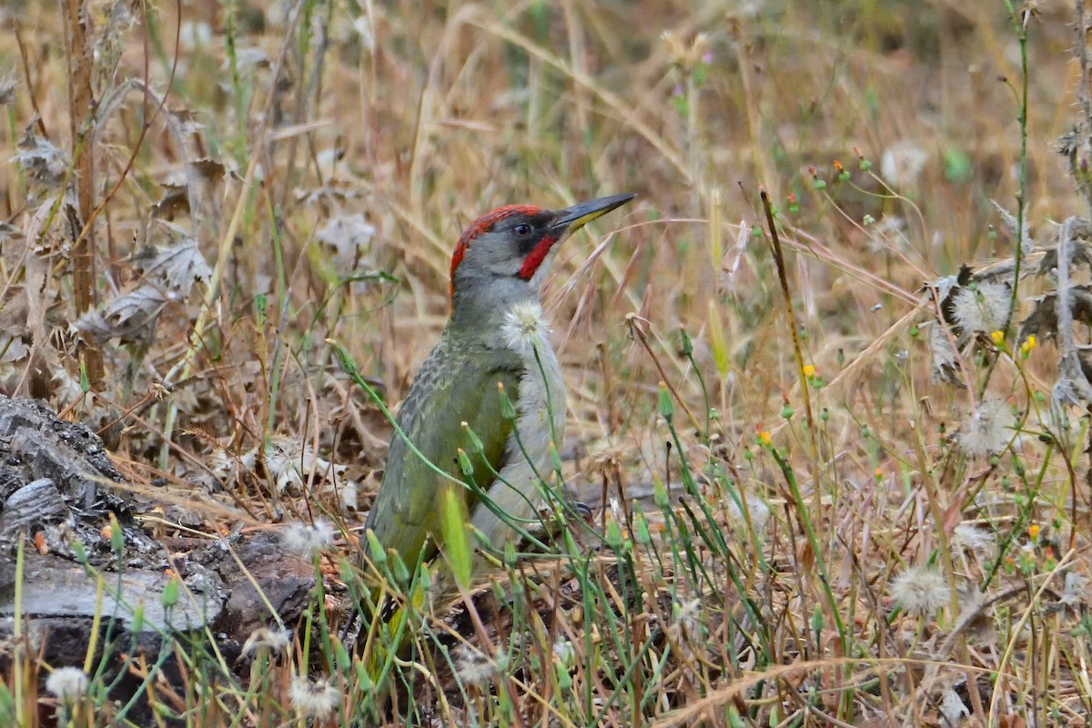 Iberian Green Woodpecker - Mu Sano