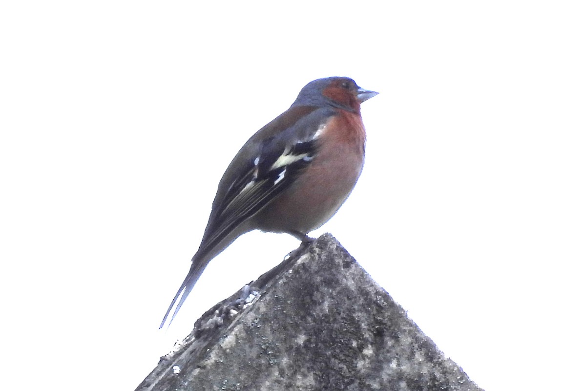 Common Chaffinch - ML620869963