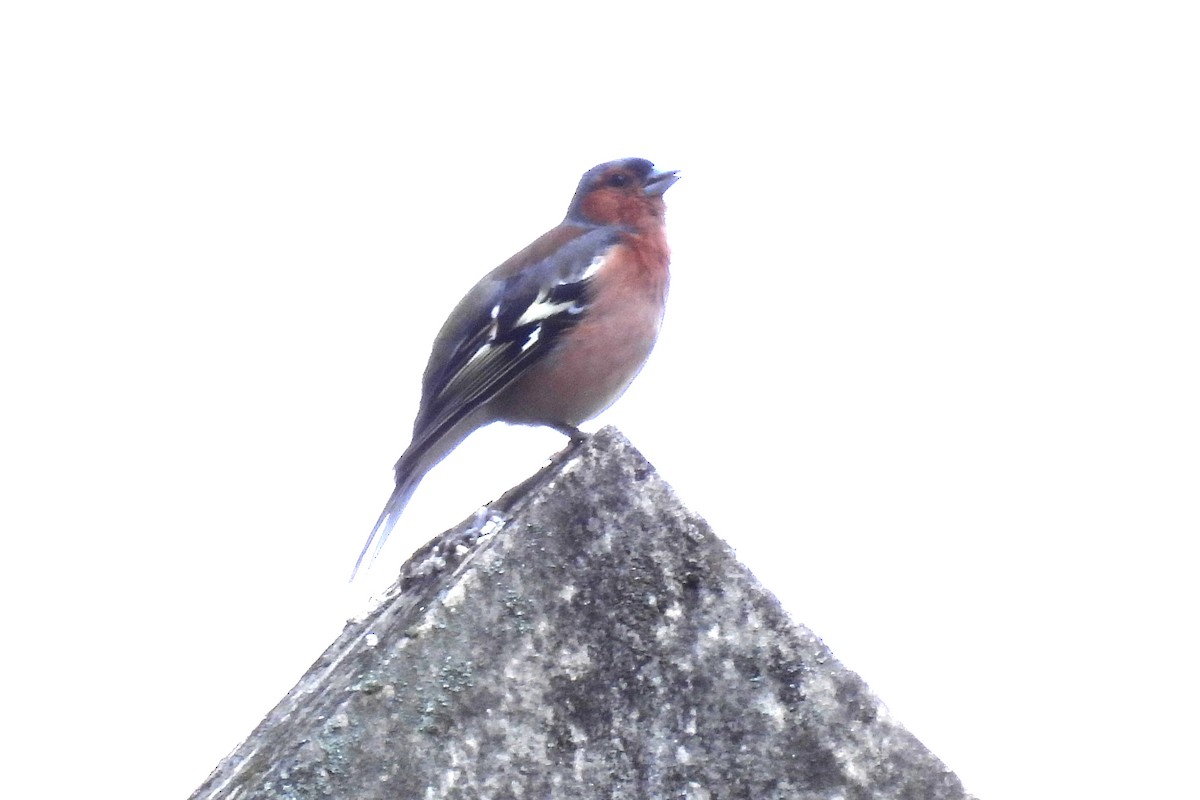 Common Chaffinch - ML620869964