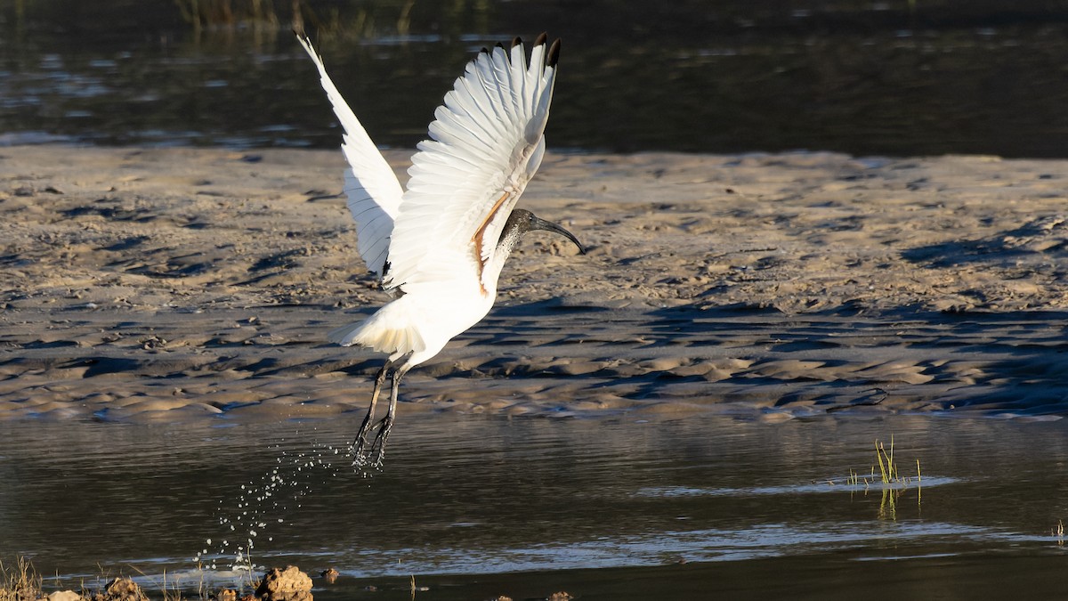 ibis australský - ML620869966