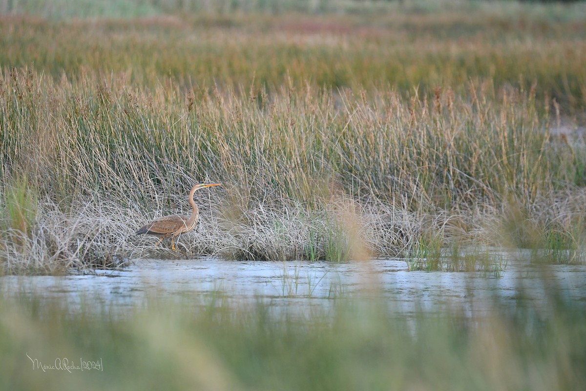 Purple Heron - ML620869969