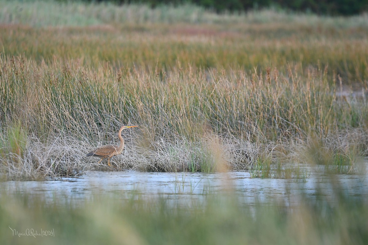 Purple Heron - ML620869970