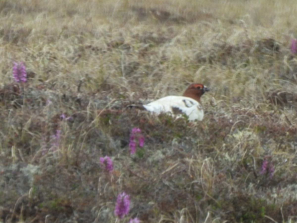 Willow Ptarmigan - ML620869979