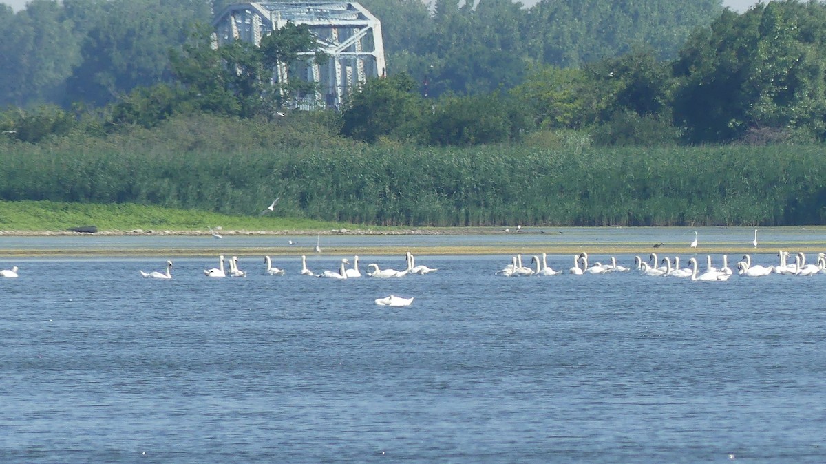 Mute Swan - ML620869981