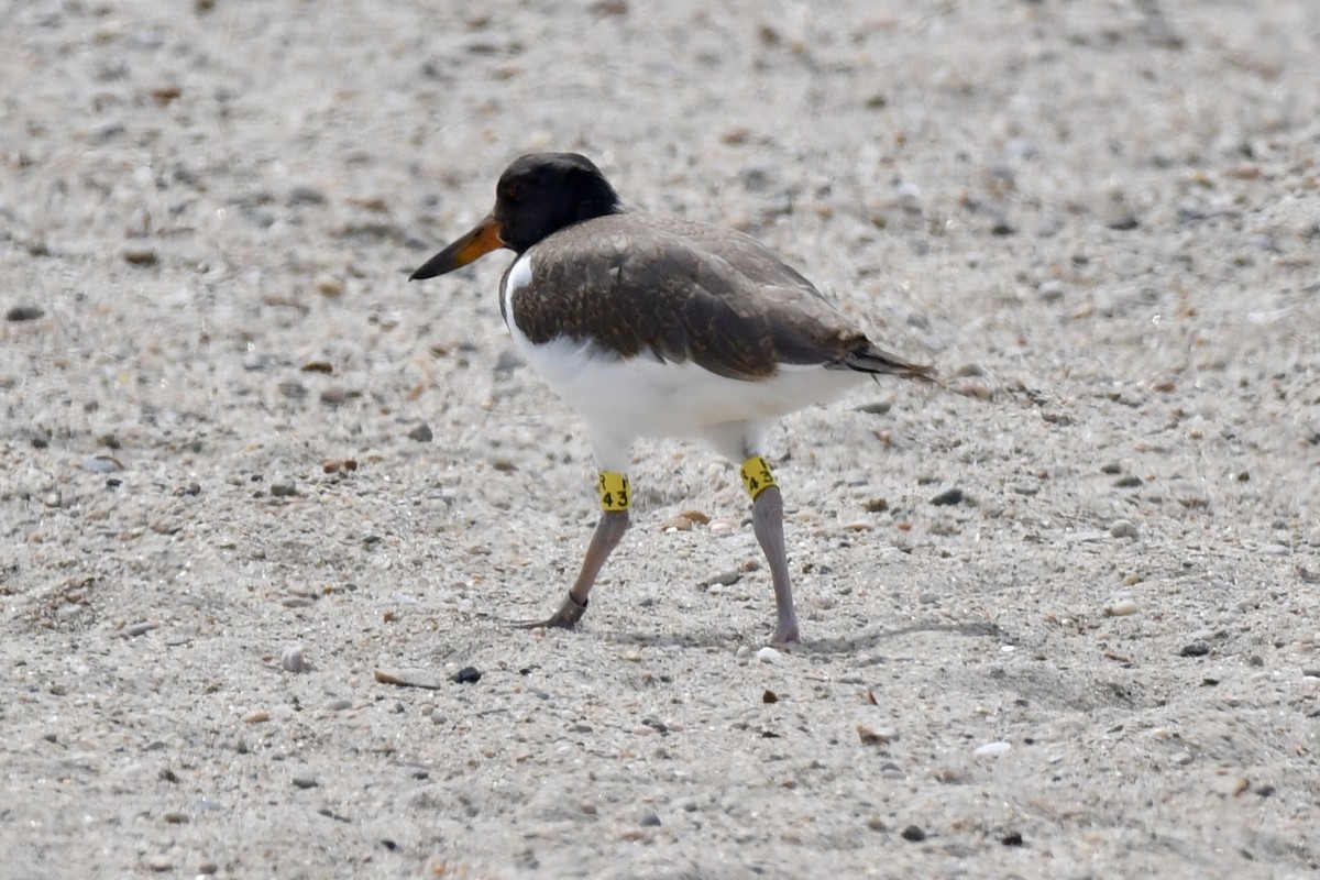 American Oystercatcher - ML620869985