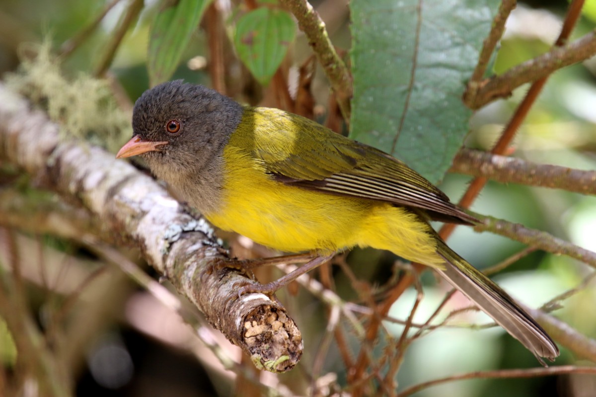 Gray-hooded Bush Tanager - ML620869990