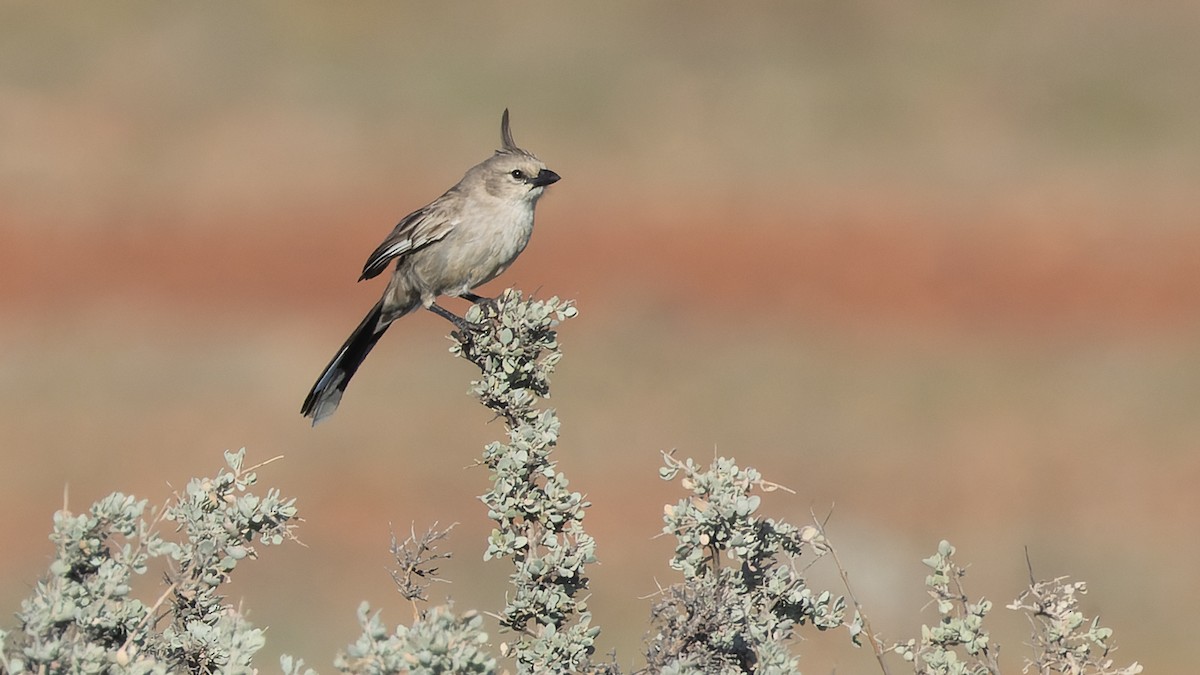 Chirruping Wedgebill - ML620869993