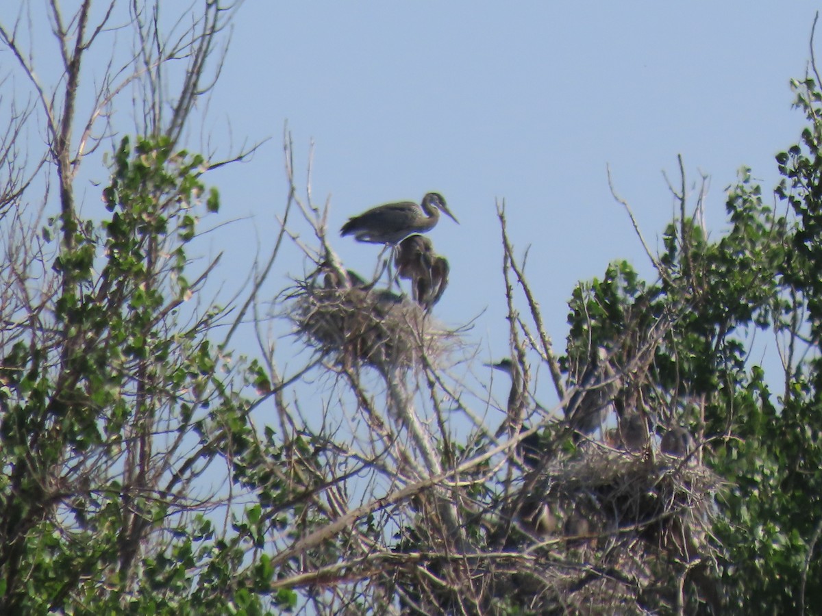 Great Blue Heron - ML620869999