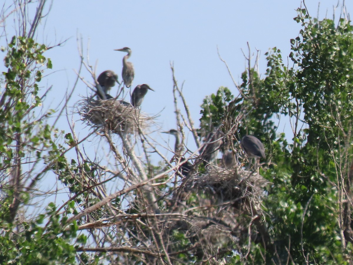 Great Blue Heron - ML620870000