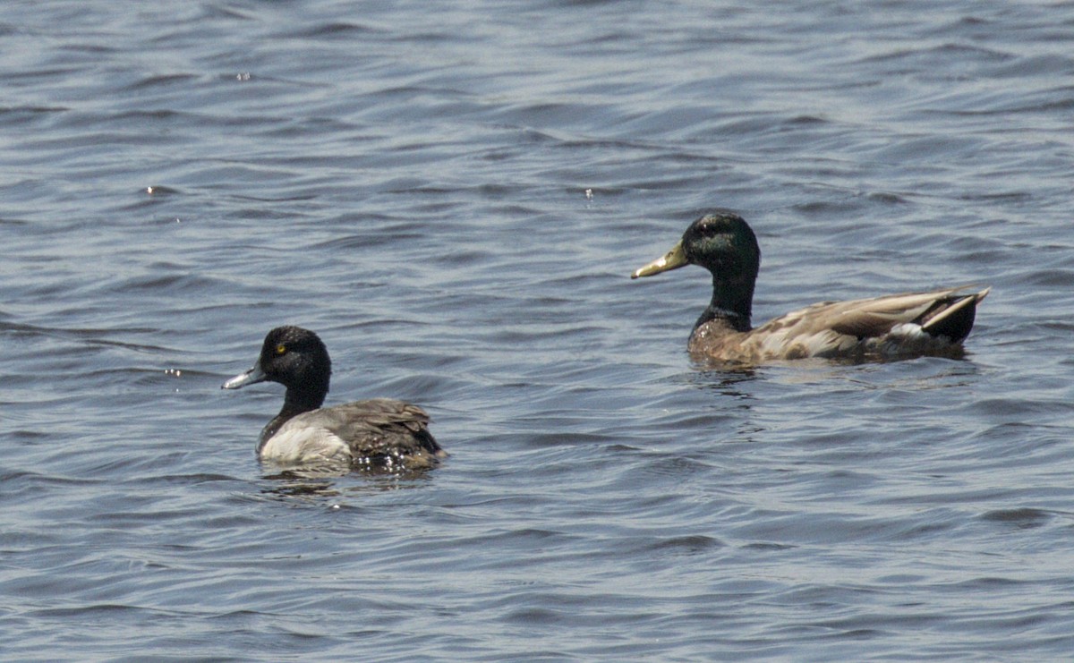 Greater Scaup - ML620870005