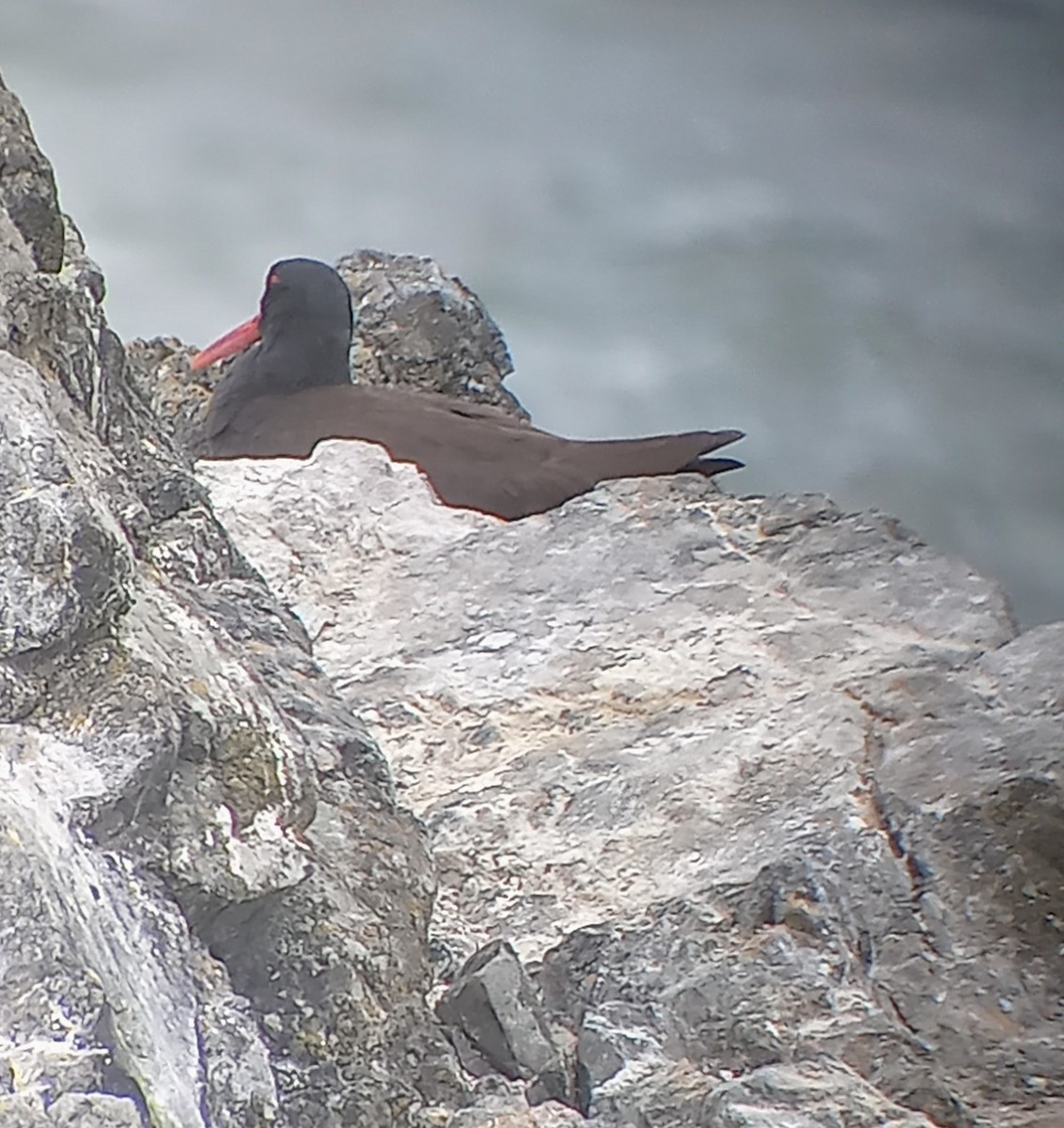 Black Oystercatcher - ML620870008