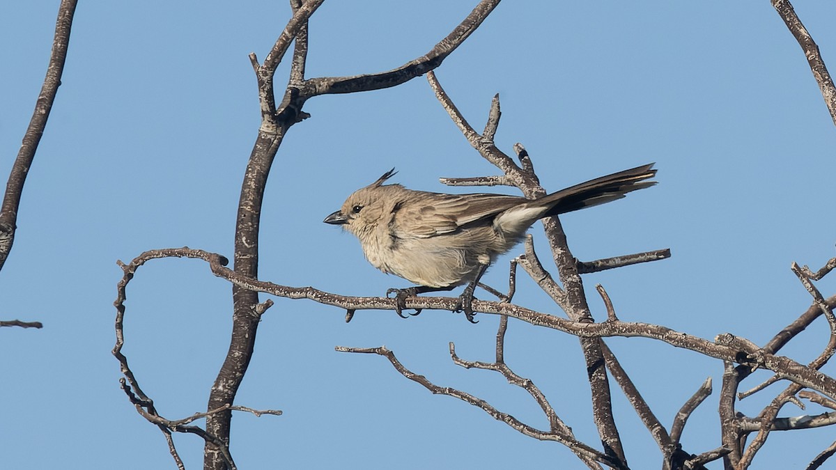 Chirruping Wedgebill - ML620870022