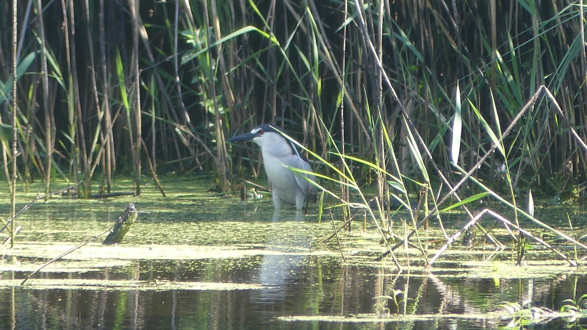 Black-crowned Night Heron - ML620870029